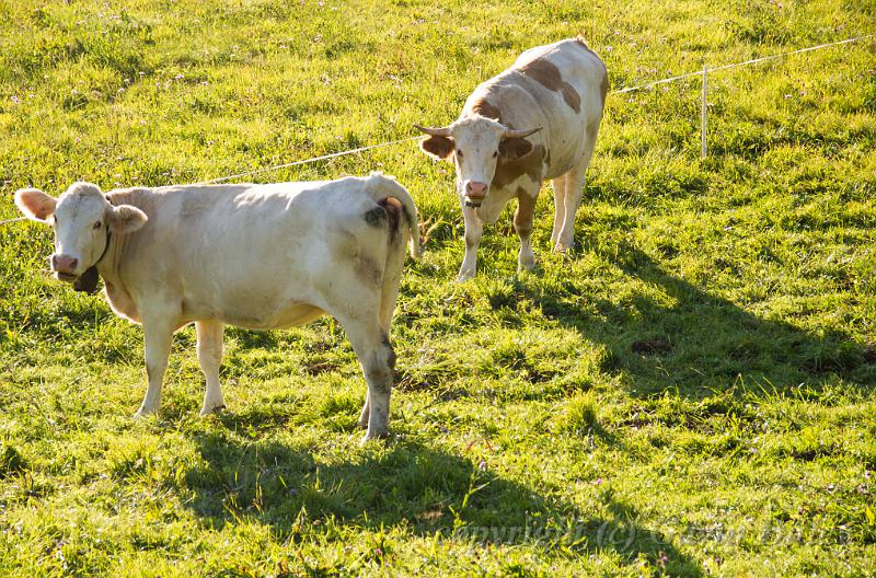 Montbeliarde cattle, walk from Septmoncel IMGP3362.jpg